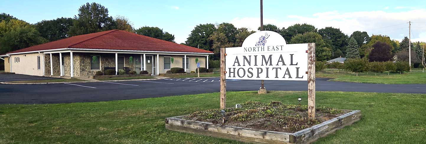 North East veterinarians